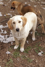 FYNN, Hund, Mischlingshund in Griechenland - Bild 2