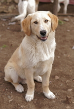 FYNN, Hund, Mischlingshund in Griechenland - Bild 20