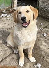 FYNN, Hund, Mischlingshund in Griechenland - Bild 21