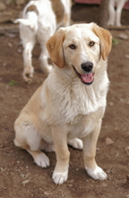 FYNN, Hund, Mischlingshund in Griechenland - Bild 22