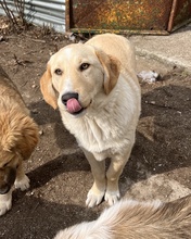 FYNN, Hund, Mischlingshund in Griechenland - Bild 25