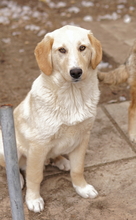 FYNN, Hund, Mischlingshund in Griechenland - Bild 28