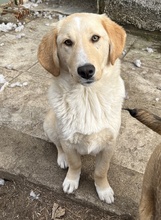 FYNN, Hund, Mischlingshund in Griechenland - Bild 29