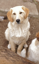 FYNN, Hund, Mischlingshund in Griechenland - Bild 34