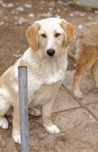 FYNN, Hund, Mischlingshund in Griechenland - Bild 9