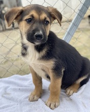 ORFEAS, Hund, Mischlingshund in Griechenland - Bild 3