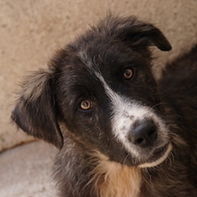 APOLLO, Hund, Mischlingshund in Griechenland - Bild 1