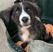 APOLLO, Hund, Mischlingshund in Griechenland - Bild 12