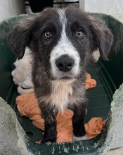 APOLLO, Hund, Mischlingshund in Griechenland - Bild 14