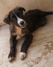 APOLLO, Hund, Mischlingshund in Griechenland - Bild 2