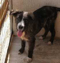 APOLLO, Hund, Mischlingshund in Griechenland - Bild 3