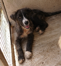 APOLLO, Hund, Mischlingshund in Griechenland - Bild 4