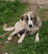 XABI, Hund, Mischlingshund in Griechenland - Bild 10