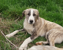 XABI, Hund, Mischlingshund in Griechenland - Bild 11