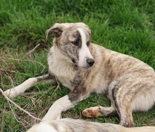 XABI, Hund, Mischlingshund in Griechenland - Bild 3