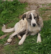 XABI, Hund, Mischlingshund in Griechenland - Bild 4