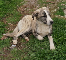 XABI, Hund, Mischlingshund in Griechenland - Bild 6