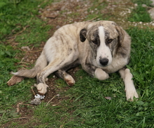 XABI, Hund, Mischlingshund in Griechenland - Bild 7