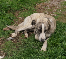 XABI, Hund, Mischlingshund in Griechenland - Bild 9