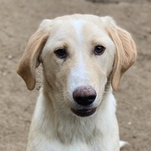 SHELDON, Hund, Mischlingshund in Griechenland - Bild 1