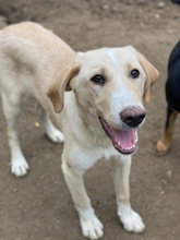 SHELDON, Hund, Mischlingshund in Griechenland - Bild 10