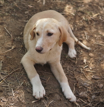 SHELDON, Hund, Mischlingshund in Griechenland - Bild 14