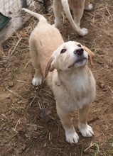 SHELDON, Hund, Mischlingshund in Griechenland - Bild 15