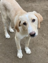 SHELDON, Hund, Mischlingshund in Griechenland - Bild 9