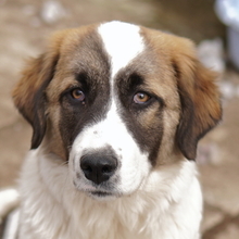 KIRO, Hund, Mischlingshund in Griechenland - Bild 3