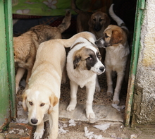 KIRO, Hund, Mischlingshund in Griechenland - Bild 7