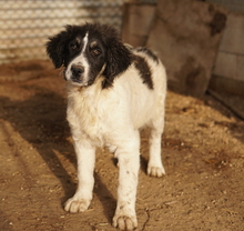 RINO, Hund, Mischlingshund in Griechenland - Bild 11