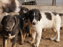 RINO, Hund, Mischlingshund in Griechenland - Bild 12