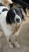 RINO, Hund, Mischlingshund in Griechenland - Bild 2