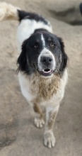 RINO, Hund, Mischlingshund in Griechenland - Bild 3