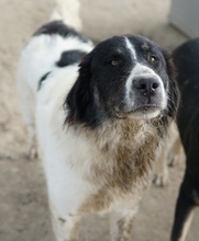 RINO, Hund, Mischlingshund in Griechenland - Bild 5