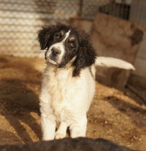 RINO, Hund, Mischlingshund in Griechenland - Bild 9