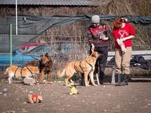 HUCKLEBERRY, Hund, Mischlingshund in Rumänien - Bild 10