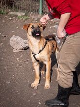 HUCKLEBERRY, Hund, Mischlingshund in Rumänien - Bild 11