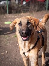 HUCKLEBERRY, Hund, Mischlingshund in Rumänien - Bild 12