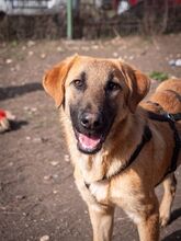 HUCKLEBERRY, Hund, Mischlingshund in Rumänien - Bild 13