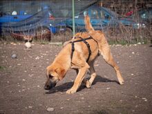 HUCKLEBERRY, Hund, Mischlingshund in Rumänien - Bild 15