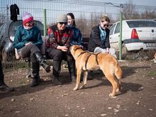 HUCKLEBERRY, Hund, Mischlingshund in Rumänien - Bild 16