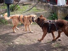 HUCKLEBERRY, Hund, Mischlingshund in Rumänien - Bild 17