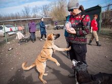 HUCKLEBERRY, Hund, Mischlingshund in Rumänien - Bild 18