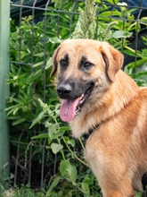 HUCKLEBERRY, Hund, Mischlingshund in Rumänien - Bild 2