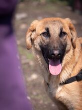 HUCKLEBERRY, Hund, Mischlingshund in Rumänien - Bild 20