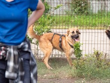 HUCKLEBERRY, Hund, Mischlingshund in Rumänien - Bild 3