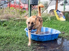 HUCKLEBERRY, Hund, Mischlingshund in Rumänien - Bild 6