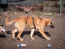 HUCKLEBERRY, Hund, Mischlingshund in Rumänien - Bild 7