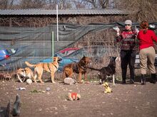 HUCKLEBERRY, Hund, Mischlingshund in Rumänien - Bild 8